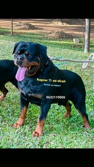 Rottweiler, rotvajler, rtw - 6