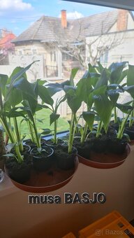 Banan,bananovniky,maurelli atd. - 6