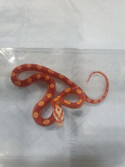 Užovka americká, Pantherophis guttatus, odchov - 6