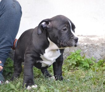 American bully - NIKE - rezervovaný do 11.10. - 6