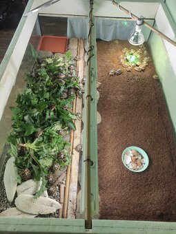 Suchozemská korytnačka-môj odchov 2025, prijímam rezervácie - 6