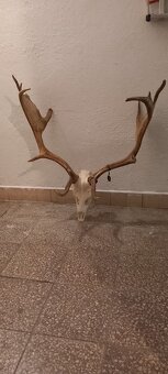 Predám danielie trofej - 6