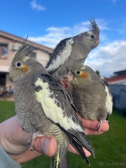 Korely ručne dokrmena Krotká - 6