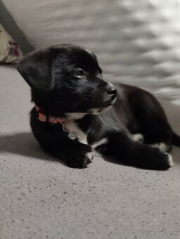 Labrador šteniatka - 6