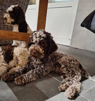 Lagotto romagnolo s PP (italský vodní pes) - 6