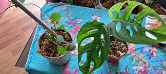 Monstera Thai odrezok - 6