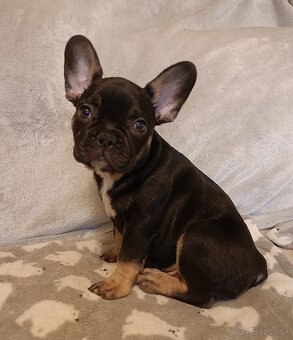 Šteniatka- Francúzsky buldoček oranžový a black & tan - 6