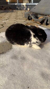 Zákrslý králik❤️ - 6