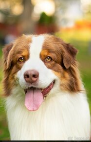 Austrálsky ovčiak- krytie, PP - 6