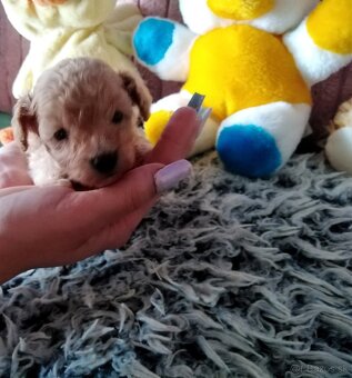 Pudlik pudel mini toy - 6
