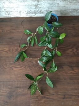 Hoya - rastliny - 6