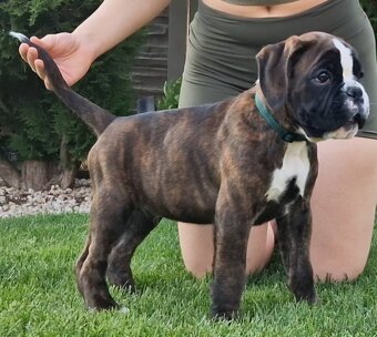 Nemecky boxer s pp - - 6