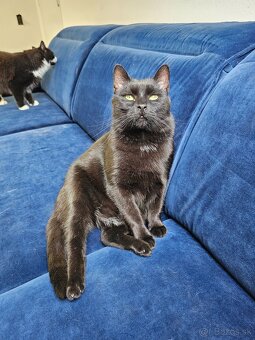 BAMBI už veľmi dlho čaká na domov - 6