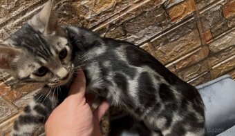 Bengálske mačiatka, bengalska mačka s Rodokmeňom - 6