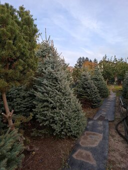 Vianočne stromčeky - 6