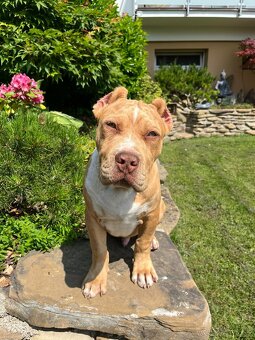 American bully XL - 6