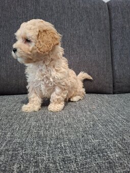 Maltipoo - 6