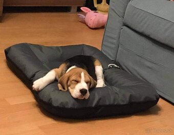 Bigel, bigl, beagle s PP - 6