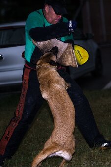 Belgický ovčiak malinois - 6
