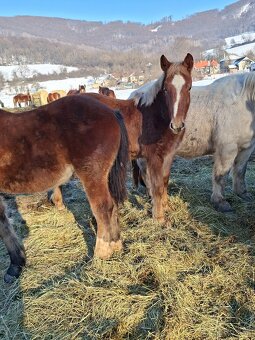 Predam tazne zriebata - 6