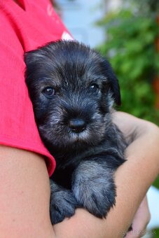 Knírač střední pepř a sůl, štěňata s PP - 6