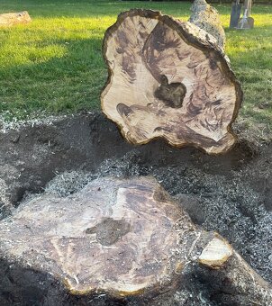 Orechové drevo - 3 ks (kmene) - 6