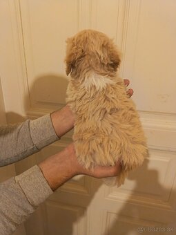 Maltipoo fenka / chalpec - 6