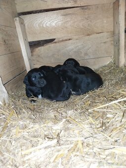 Šteniatka jazvečìka dlhosrstého - 6