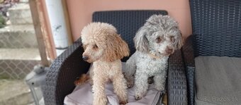 Trpaslíči pudel pudlik - 6