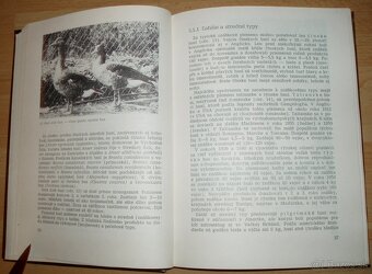 Chov husí a kačíc - 6