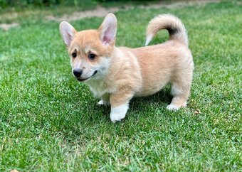 Psík plemena Welsh Corgi Pembroke - 6