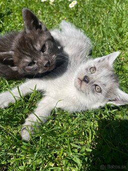 1/2 Mainská mývalia mačka/kocúr (Maine Coon) - 6