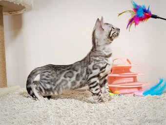 Strieborné bengálske mačiatka - 6