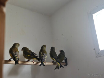 Predám Zelienky - 6