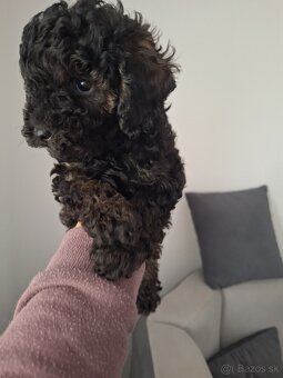 Pudel - 6