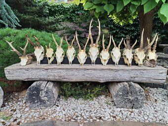 Srnčie trofeje parohy parozie - 6