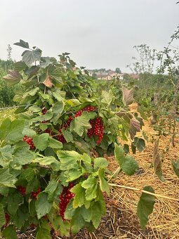 Samozber - 6