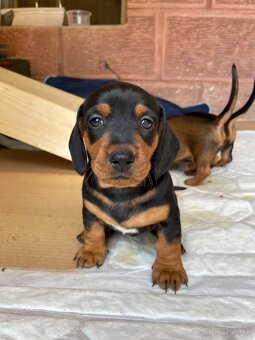 🐶 Na predaj – Šteniatka jazvečíka krátkosrstého štandard - 6