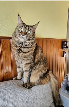 Maine coon, mainská mývalia mačka - 6