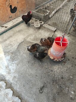 araucana,araukana ,arakuana vajička nasadove ,kuriatka - 6
