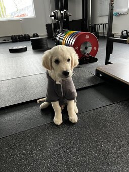 Zlatý retriever hľadá nový domov - 6