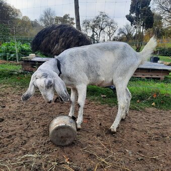 100% Anglonubijska koza (sivá) - 6