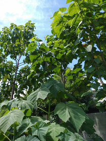 Cisarsky strom Paulownia  a Aloe vera - 6