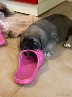 Španělský mastin štěňátka k odběru od 20.1. - 6