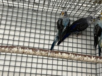 Blackwing andulky - 6