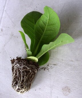 Tabakové semená - Kolekcia 8 druhov semien - 6