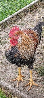 Kohúty Marans čierna medenokrká a iné - 6