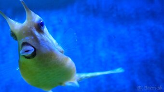 Predám kompletné morské akvárium – rozmer 150 × 57 × 50 cm - 6