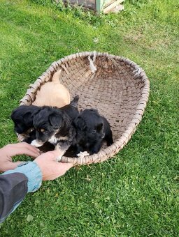 🎁 DARUJEME 4 MALÉ ŠTENIATKA – VŠETKO PSÍKOVIA 🐶🐶🐶🐶 - 6