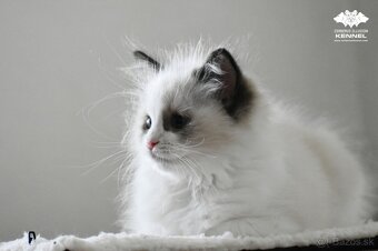 Ragdoll s PP - 6